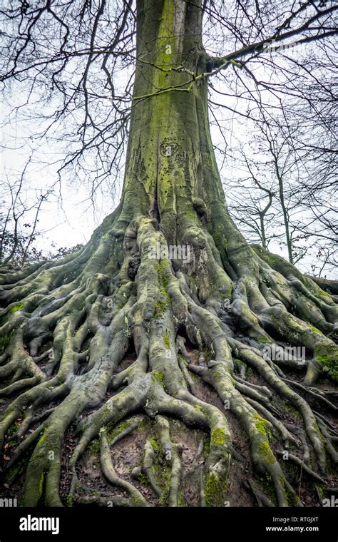 Worden Park Leyland Stock Photo Alamy