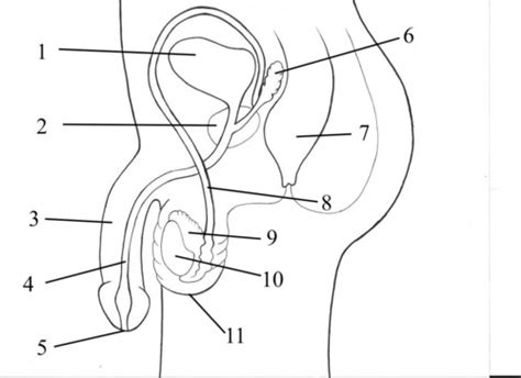 Chapter 8 And 9 The Male And Female Reproductive System Flashcards