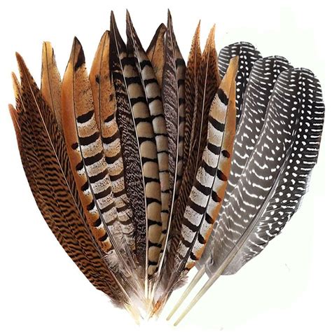 Plumas Naturales De Fais N Amherst Para Manualidades Plumas De Cola De