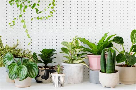 5 Expert Tips to Create a DIY Indoor Garden | The Indoor Gardens