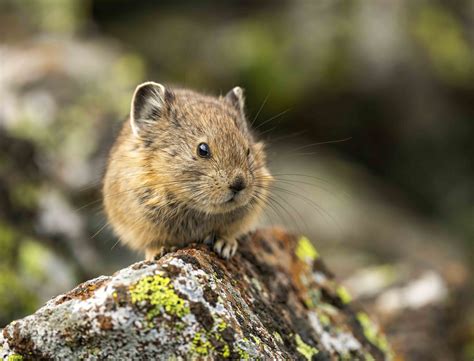 Baby Pikas