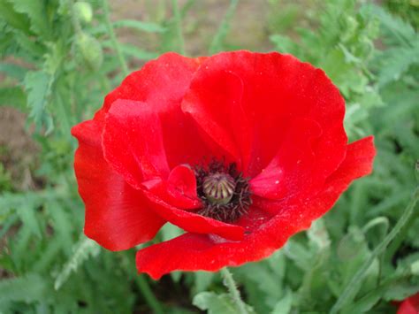 Red Poppy Flower images