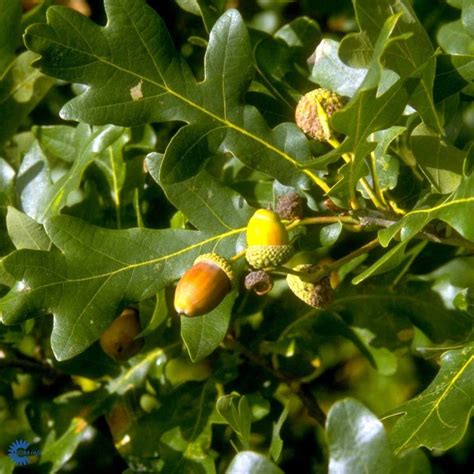 Quercus robur MUSTILA TRÄDGÅRD