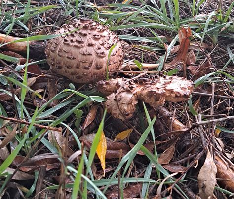 Chlorophyllum molybdites? : r/mycology