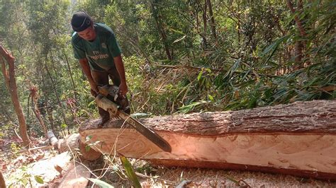 Menggergraji Kayu Mahoni Membuat Barang Size Cm Cm Untuk Bahan