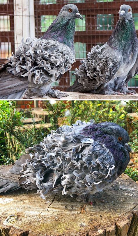 34 Types of Strangest Pigeons