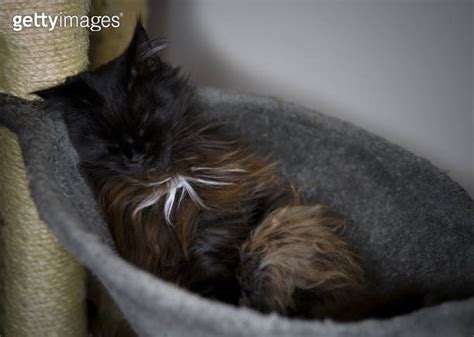 Brown Maine Coon Cat Sleeping In His Bed