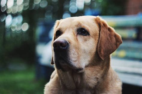 What Color Labrador Is Best A Guide To Main Lab Colors Labrador Wise