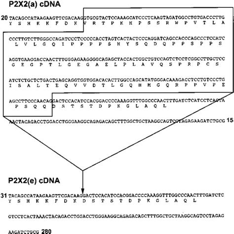 Partial Nucleotide And Predicted Amino Acid Sequences Of The CDNAs For