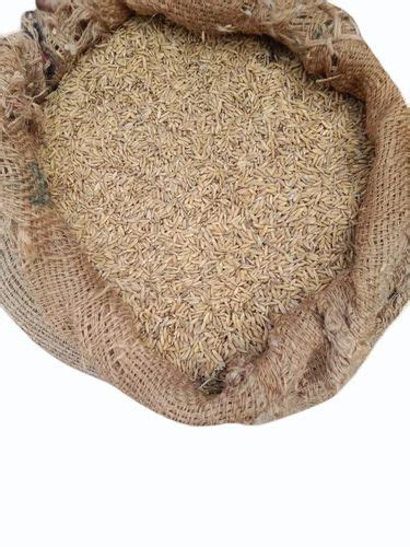 Hybrid Brown Organic Paddy Seeds For Food Processing Packaging Type