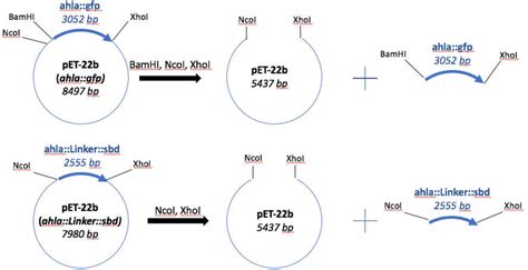 Figure From Design And Expression Of Recombinant Penicillin V And