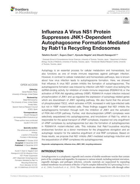 Pdf Influenza A Virus Ns Protein Suppresses Jnk Dependent