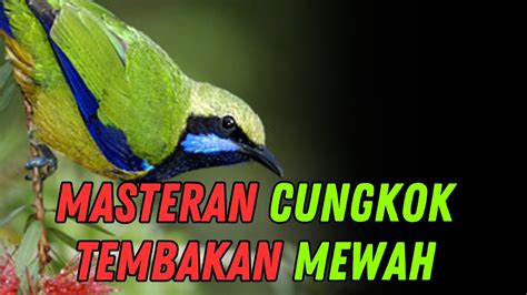 Masteran Cucak Cungkok Full Isian Tembakan Mewah Youtube