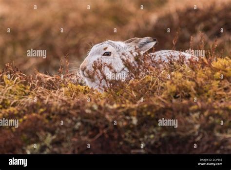 Closeup portrait of a Mountain hare , Scotland Stock Photo - Alamy