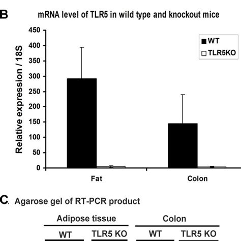 Generation Of Tlr Knockout Mice A Genotyping Results Wt Wild Type