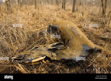 Carrion Impala Die Dying Of Thirst Carcass Cadaver In The Savannah