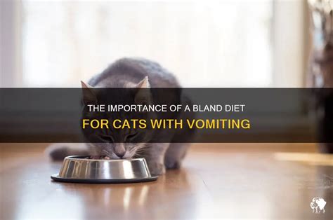 The Importance Of A Bland Diet For Cats With Vomiting Petshun