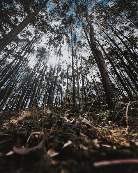 5K fond d écran original Nature Arbres Intimité Isolement Forêt