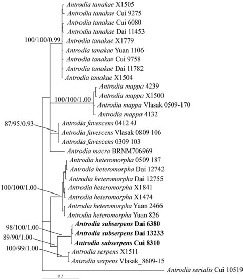 E Phylogeny Of Antrodia Subserpens And Related Species Of Antrodia