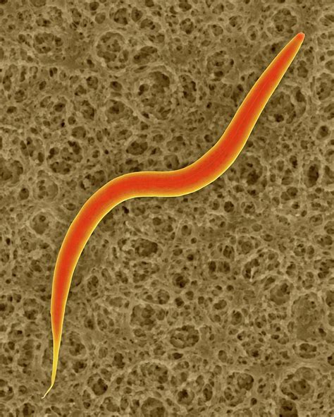 Soil Nematode Caenorhabditis Elegans Photograph By Dennis Kunkel 53760 ...