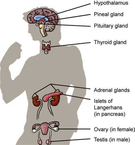 Biology The Endocrine System Shmoop Biology