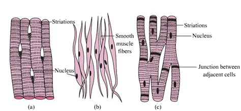 Cardiac Muscle Striations