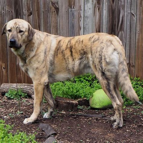 The Brindle Anatolian Shepherd Is A Tiger On A Budget