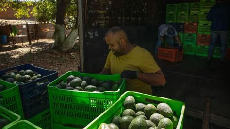 Michoacán reinició la certificación de aguacate y mango para la