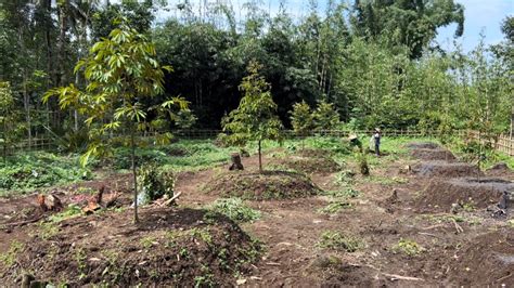 Waktunya Perawatan Kebun Durian Sistem Busut Agar Kebun Terawat Dan