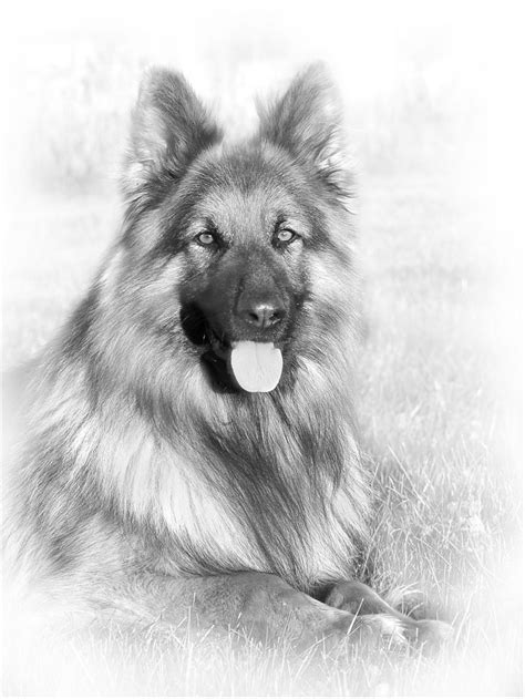 German Shepherd - Dog Breed Information and Facts