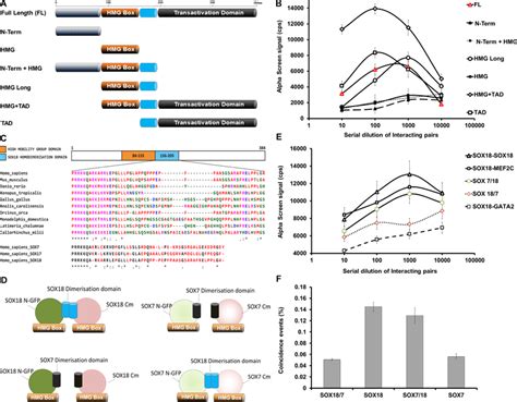 Biochemical Characterization Of The Dimerization Domain Of SOX18 A