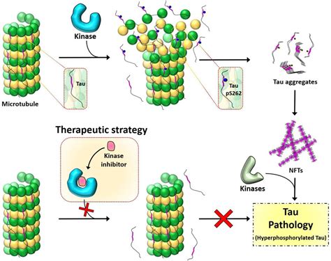 Site Specific Hyperphosphorylation Of Tau Inhibits Its Fibrillization