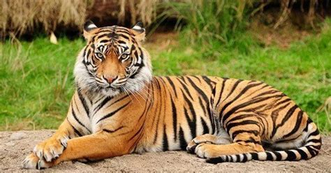 30 Interesting Facts About Tigers The Fact Site