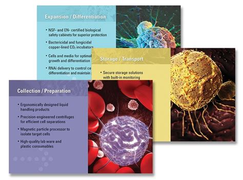 Branding Life Sciences Thermo Fisher Scientific Case Study