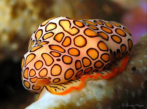 Flamingo Tongue (Cyphoma gibbosum) | Beautiful sea creatures, Ocean ...