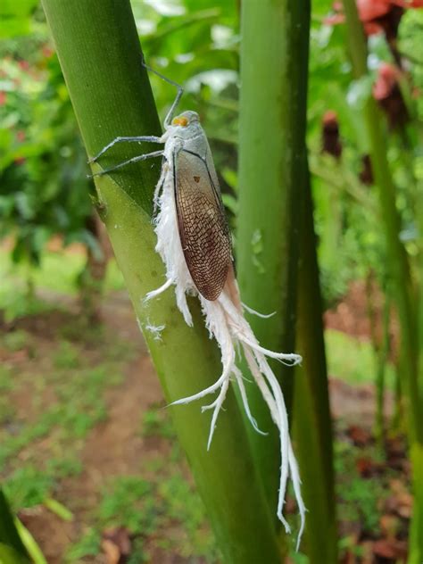 A Wax Tailed Planthopper Pterodictya Reticularis Found In La Ceiba