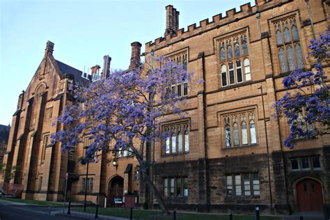 2017 University Of Sydney Jacaranda Trees 7 A Very Windy Flickr