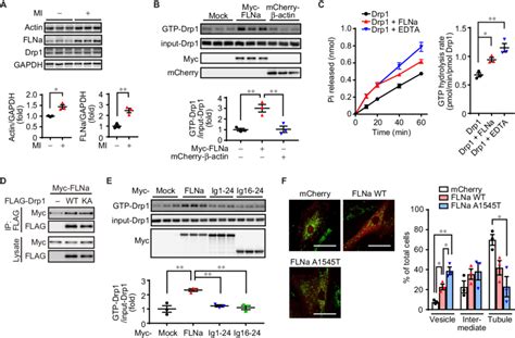 FLNa Drives Drp1 Activation And Mitochondrial Fission In Coordination