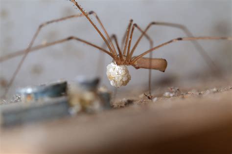 Spider Library Spider Pest Control Spider Extermination