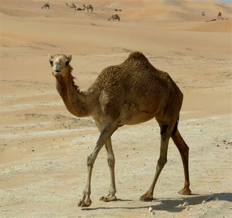 Fotos Gratis Paisaje Arena Desierto Camello Paseo Fauna