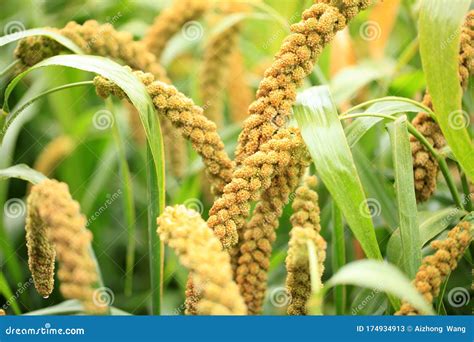 Foxtail millet stock image. Image of farming, idyllic - 174934913