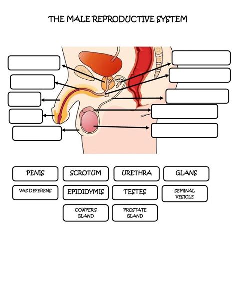 Male Reproductive System Interactive Activity Reproductive System Activities Reproductive