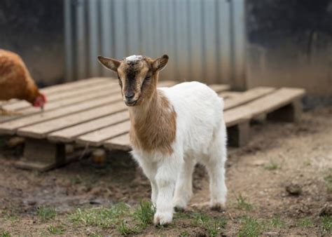 Pygmy Goat What You Need To Know About This Miniature Breed