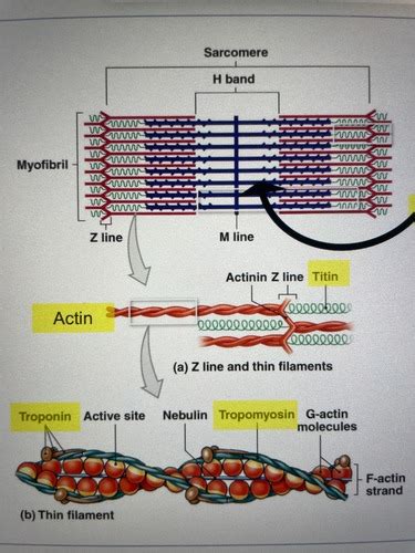 Module Muscle Flashcards Quizlet