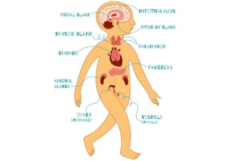 Endocrine System Worksheet Middle School Chart Sheet Gallery