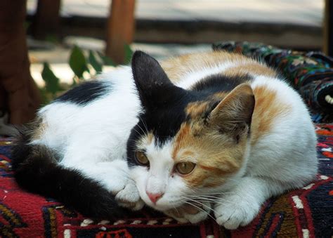 Todo Sobre El Gato Tricolor Tipos Por Qu Son Hembras