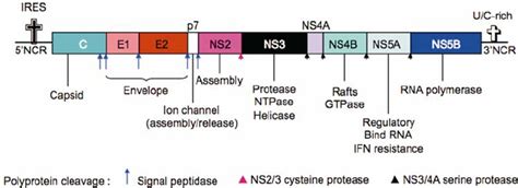 The hepatitis C virus genome. The boxed region represents the ...