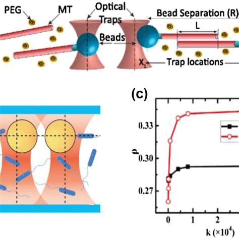 Depletion Force A Schematic Illustration Of Optically Trapped