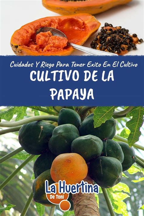 Cultivo Cuidados Y Propiedades De La Papaya En La Huerta Cultivo De