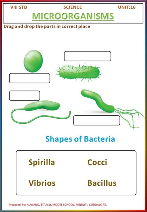 Shapes Of Bacteria Worksheet